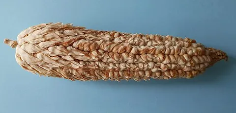 pod corn: a mutant variety of maize that forms leaves around each kernel