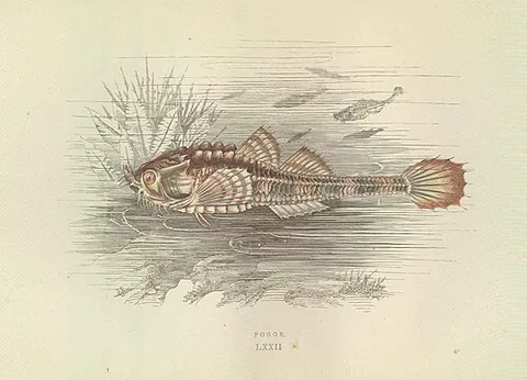 pogge: a scorpaeniform fish native to the waters of northern Europe, Agonus cataphractus