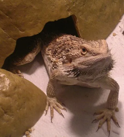 pogona: a bearded dragon, any lizard of the genus Pogona, native to Australia