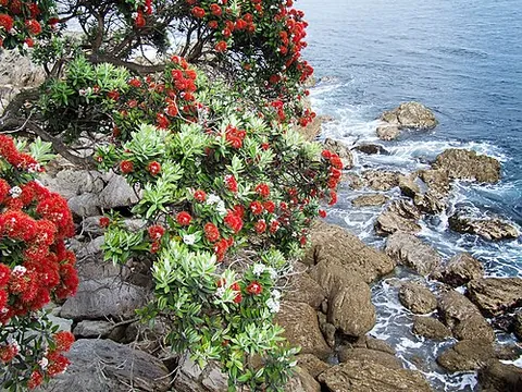 pohutukawa: a coastal evergreen tree, Metrosideros excelsa, native to New Zealand and producing a brilliant...