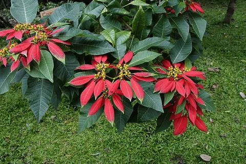 poinsettia: a plant, Euphorbia pulcherrima, with rather small and insignificant flowers surrounded by large...