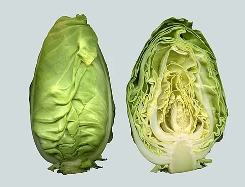 pointed cabbage: an F1 hybrid variety of cabbage (Brassica oleracea var. capitata) that forms compact conical rather...