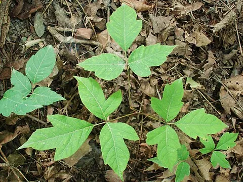 poison ivy: any of three ivy-like species of Toxicodendron, known for their ability to cause an itching rash...