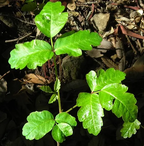 poison oak: any of the species of Toxicodendron with compound leaves having three oak-like leaflets, native to...