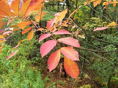poison sumac: a woody shrub or small tree, all parts of which cause irritation to humans, of species...