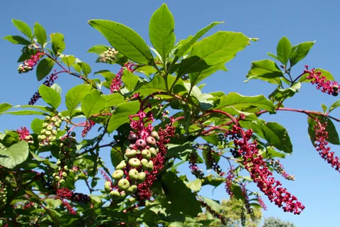 pokeweed: a poisonous North American plant, Phytolacca americana, with reddish stems, broad leaves, clusters...