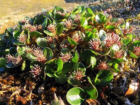 polar willow: a willow of species Salix polaris, of circumpolar distribution