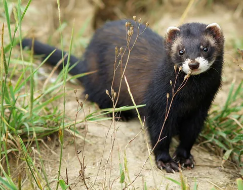 polecat: any of several long-bodied mammals of the subfamilies Mustelinae and Ictonychinae, both in the...