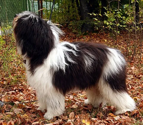 polish lowland sheepdog: a medium-sized, shaggy-coated, sheepdog breed native to Poland