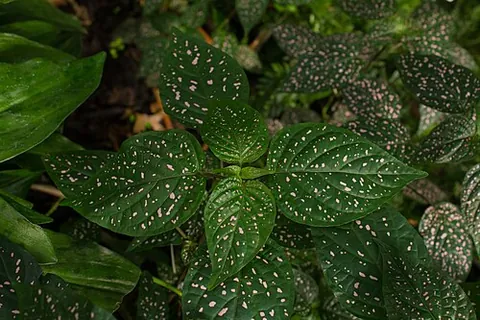 polka-dot plant: a tropical plant native to Madagascar but grown elsewhere as a house plant for its ornamental pink-...