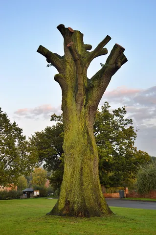 pollard: a pruned tree; the wood of such trees