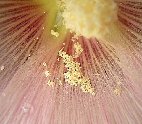 pollen: a fine, granular substance produced in flowers