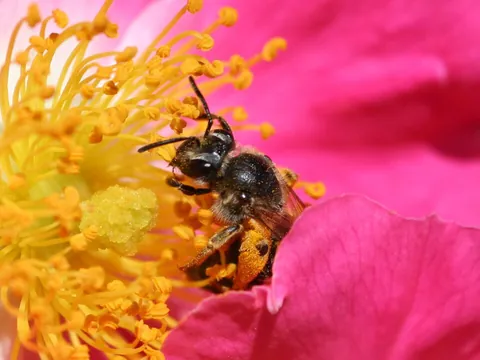 pollinate: to apply pollen to (a stigma)