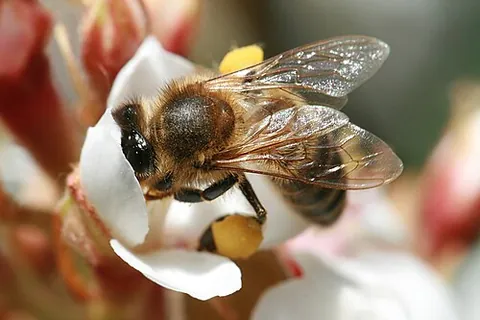 pollination: the transfer of pollen from an anther to a stigma; effected by insects, birds, bats and the wind etc
