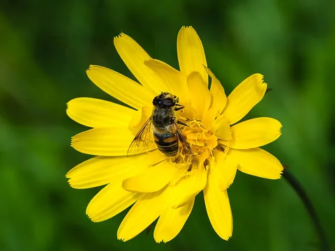 pollinator: the agent that pollinates a plant; often an insect