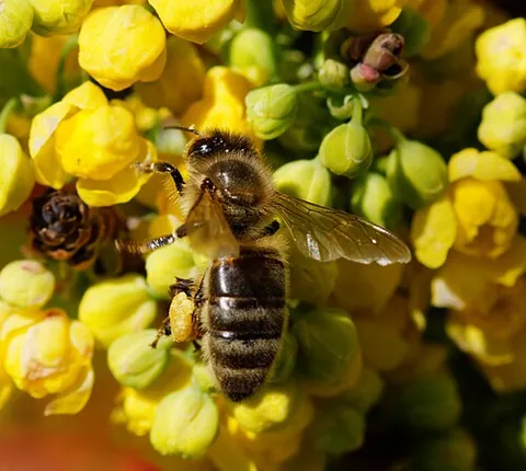 pollinivore: any animal that feeds on pollen; a palynivore