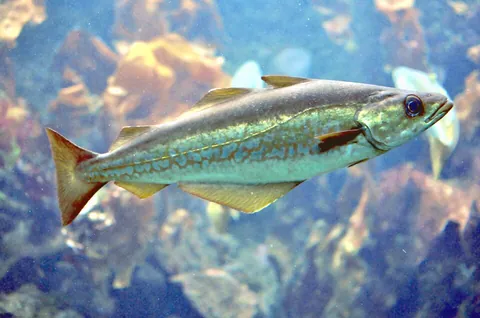 pollock: either of two lean, white marine food fishes, of the genus Pollachius, in the cod family