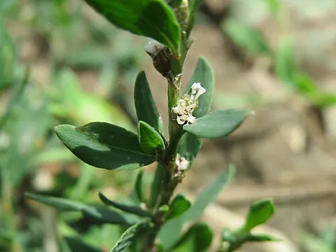 polygony: any plant of the genus Polygonum, especially knotgrass