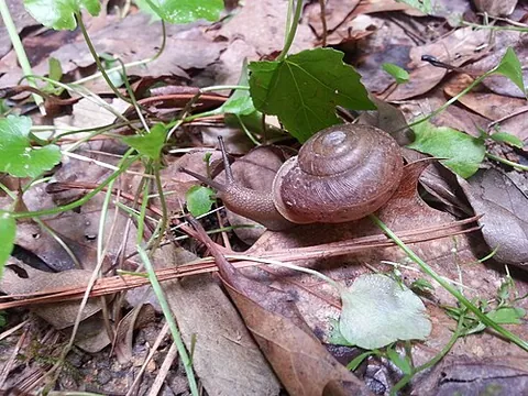 polygyrid: any snail in the family Polygyridae