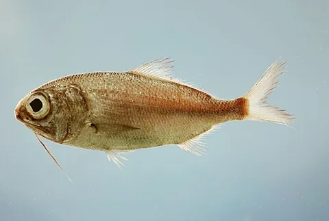 polymixiid: any beardfish in the family Polymixiidae