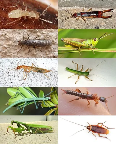 polyneopteran: any insect of the subdivision Polyneoptera