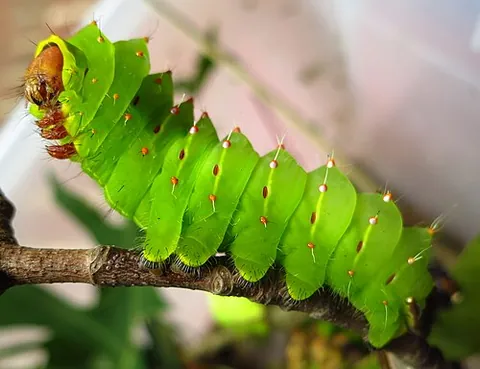 polyphemus caterpillar: a large, green saturniid caterpillar with a red head; the larval form of the Polyphemus moth...
