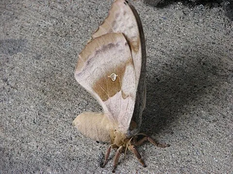polyphemus moth: a tan-coloured North American moth of species Antheraea polyphemus (family Saturniidae), with...