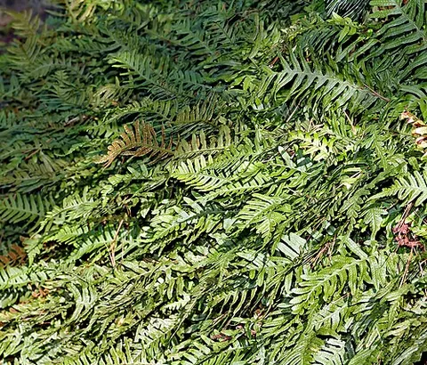 polypodium: synonym of polypody: any fern of the genus Polypodium