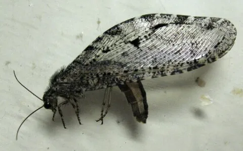 polystoechotid: any insect of the giant lacewing family, Polystoechotidae