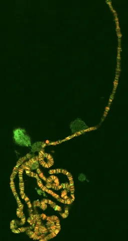 polytene: having very large chromosomes with many chromatids (arms)