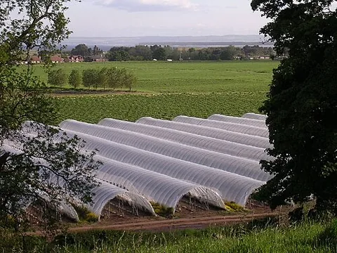 polytunnel: a tunnel made of polyethylene, used to grow plants that require a higher temperature and/or...