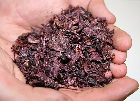 pomace: such residue from apples used in the process of cidermaking; also, a mass of crushed apples before...
