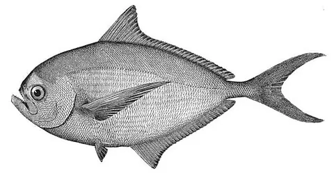 pomfret: a fish of family Bramidae, consisting of eight genera and some twenty species