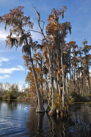 pond cypress: a variety of bald cypress native to blackwater rivers of the Southeastern United States; a...