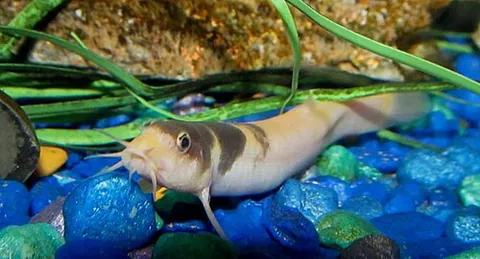 pond loach: misgurnus anguillicaudatus