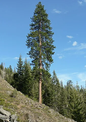 ponderosa: a pine tree of very large size, native to western North America (Pinus ponderosa)