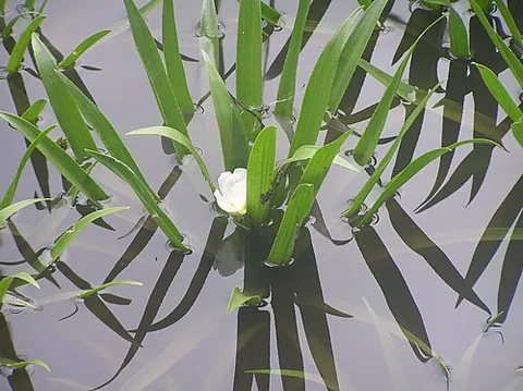 pondwort: a submerged aquatic plant native to Europe and northwestern Asia (Stratiotes aloides)