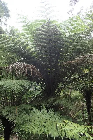 ponga: a medium-sized tree fern endemic to New Zealand, of species Alsophila tricolor (syns .Alsophila...