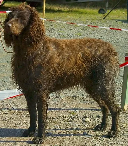 pont-audemer spaniel: a rare breed of French gundog