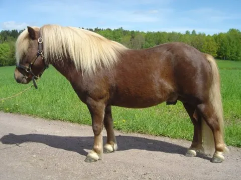 pony: a small horse; specifically, any of several small breeds of horse under 14.2 hands at the withers