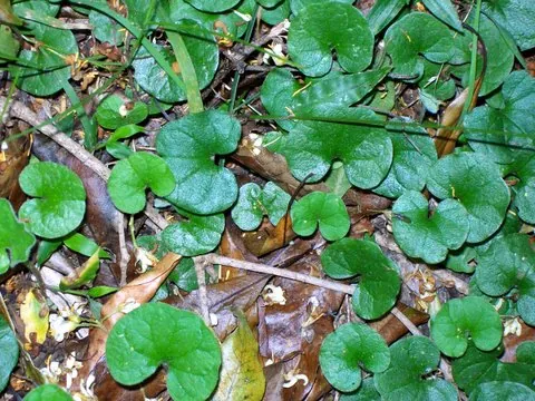 ponyfoot: a plant of the genus Dichondra