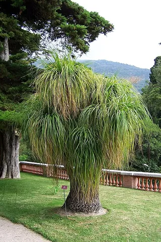 ponytail palm: a bottle palm (Beaucarnea recurvata)