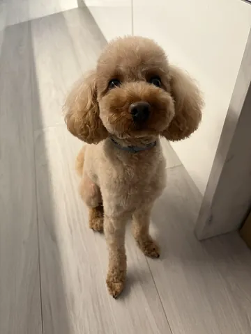 poodle: a breed of dog originating in Europe as hunting dogs, and having heavy, curly coat in a solid...