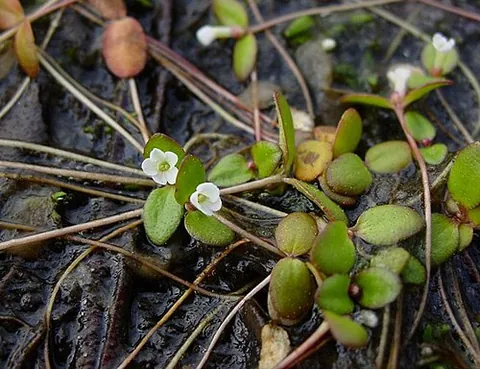 pool sprite: a rare semiaquatic flowering plant of species Gratiola amphiantha (formerly classified as...