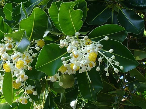poon: any of several East Indian trees of the genus Calophyllum, yielding a light, hard wood used for...