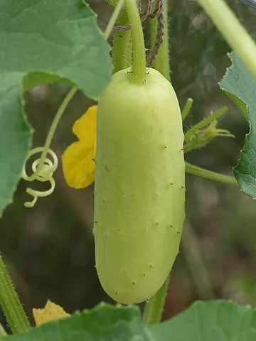poona kheera: a type of cucumber with yellow-brown skin, originally from India