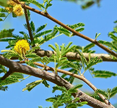 popinac: vachellia farnesiana (syn. Acacia farnesiana), a widely cultivated thorny shrubby acacia of the...