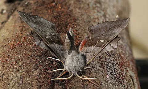 poplar hawkmoth: a moth, of species Laothoe populi