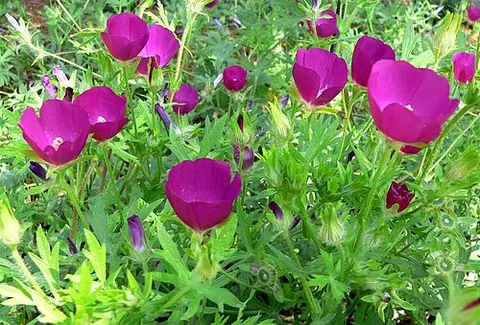 poppy mallow: any of the flowering plants in the genus Callirhoe