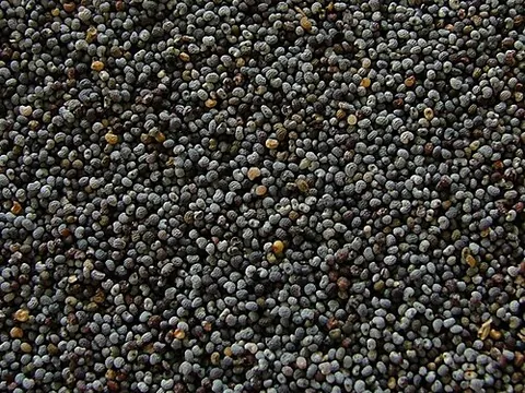 poppy seed: the seed of the poppy, used as a flavouring in bread